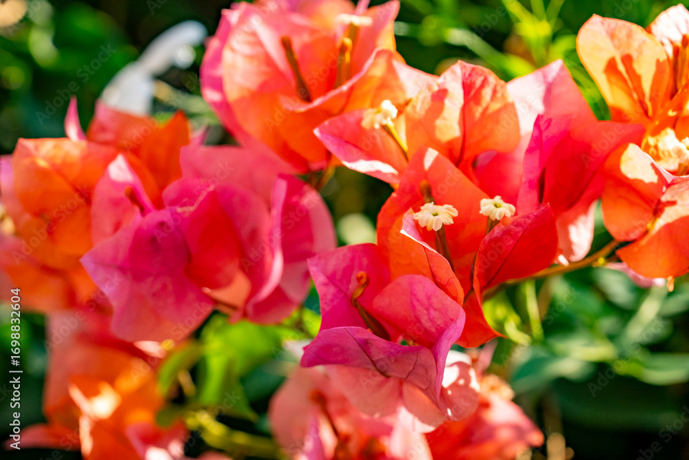 Obraz premium Bougainvillea spectabilis, also known as great bougainvillea, is a species of flowering plant. It is native to Brazil, Bolivia, Peru, and Argentina's Chubut Province. It is widely grown as an ornament