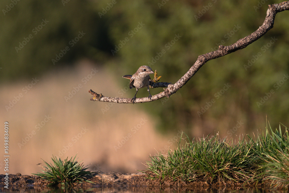 Fototapeta premium Close-up of a wild bird in its natural habitat, perched and blending with the surrounding environment