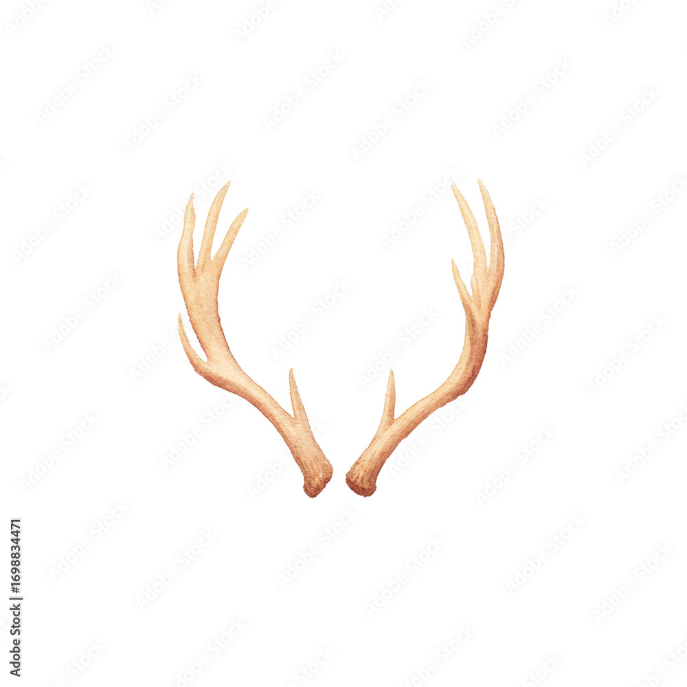 Obraz premium Natural deer antlers on black background