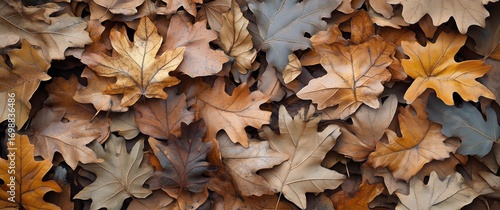 Autumn Foliage Displays Many Fallen Oak Leaves Covering the Ground Outside