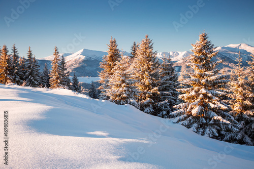 Tall evergreen trees covered in white hoarfrost on a frosty day. Carpathian mountains, Ukraine, Europe.