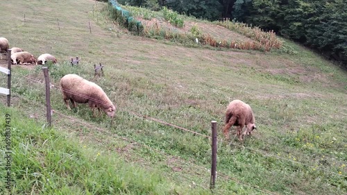 Sheep grazing in a hilly area