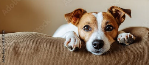 Jack Russell Terrier Peers Over a Couch Indoors During the Afternoon.