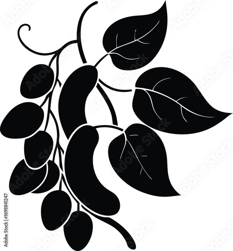 Bean Vine Silhouette Drawing | Bean Plant Outline Vector