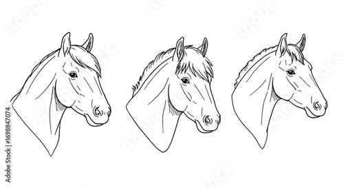 Minimalist Line Art Horse Faces – Different Breeds Illustration