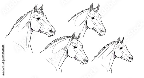 Minimalist Line Art Horse Faces – Different Breeds Illustration