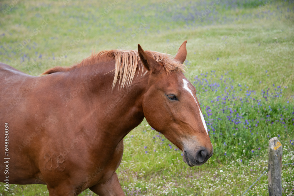 Obraz premium Close-up of a horse grazing in a field