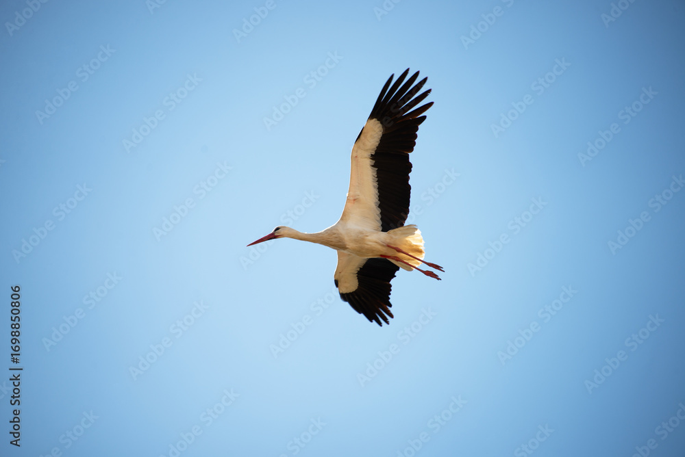 Obraz premium Stork flying in the blue sky