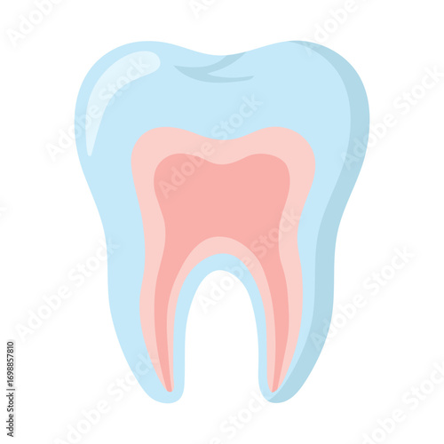 Cross-sectional tooth illustration showing enamel, dentin, and pulp layers in stylized colors. Isolated on dark background, ideal for dental anatomy, oral health, and educational stock content