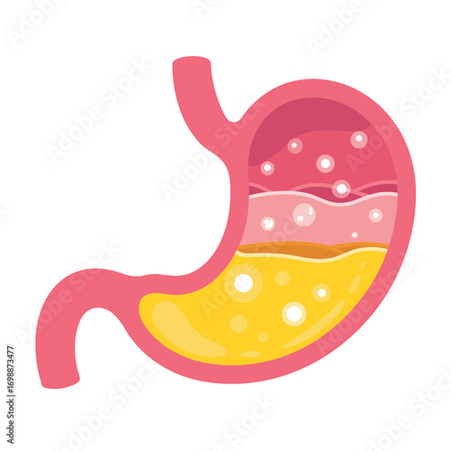 Cross section of a human stomach showing digestive juices and food particles