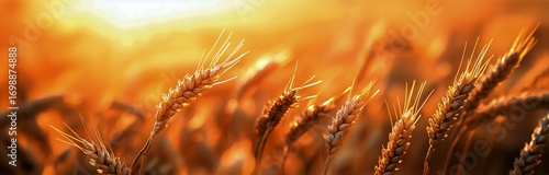 Golden Hour Illuminates a Beautiful Wheat Field at Sunset During Harvest Season