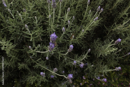 flor lavanda