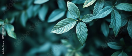 Close up of Soft Light Illuminating Lush Green Leaves in a Peaceful Botanical...