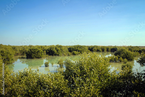 Al Khor Island (aka Purple Island) general landscape view with mangroves, Qatar