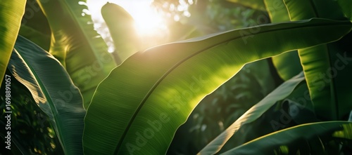 Close-Up on Lush Green Banana Leaves Shining Brightly Under the Tropical Sunl...