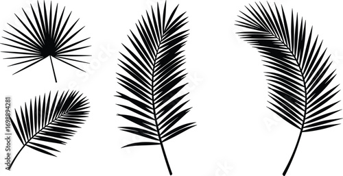 Vector tropical palm leaves silhouettes collection isolated on white background, perfect for botanical designs, summer decor, and exotic themes