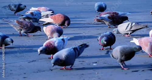Flock of pigeons pecking and strutting on a city street, a dynamic display of urban wildlife, creating a scene of organized chaos and natural beauty in motion