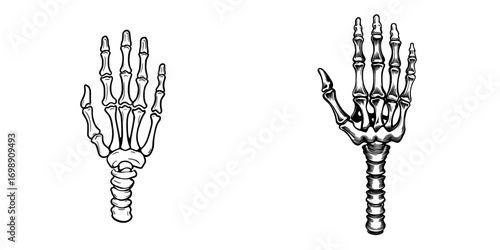 The Skeleton Hand Graphic is a stark black and white illustration that showcases a skeleton hand with detailed bone structure, suitable for use in Halloween, gothic, or anatomical themes