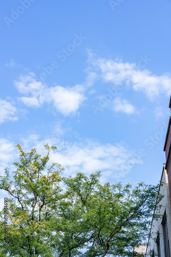 tree and building against blue sky 
