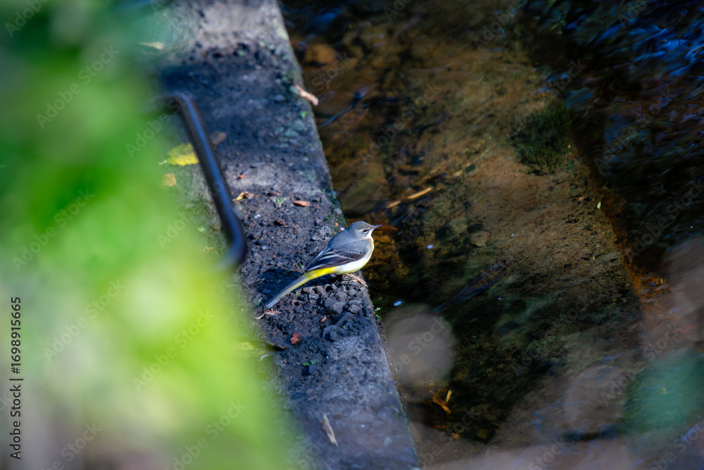 Naklejka premium Grey Wagtail (Motacilla cinerea) commonly found near rivers and streams across Europe