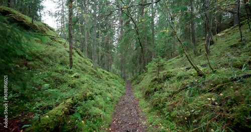 POV Walk on Mossy Sunken Trail in Nordic Forest (4K 60fps)
