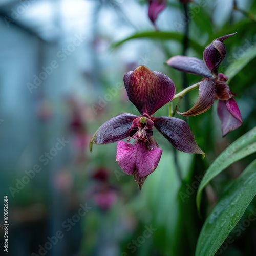 Purple orchid in greenhouse