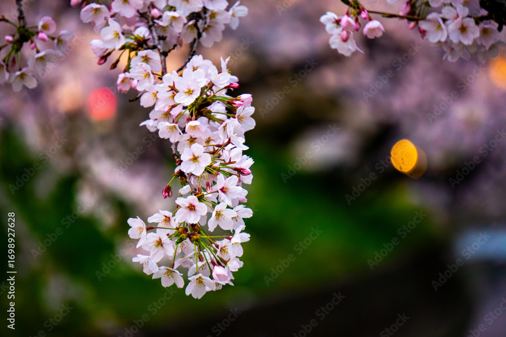 Fototapeta premium Close-up of Cherry Blossoms in Full Bloom during Spring in Japan - 日本の春・満開の桜のクローズアッ