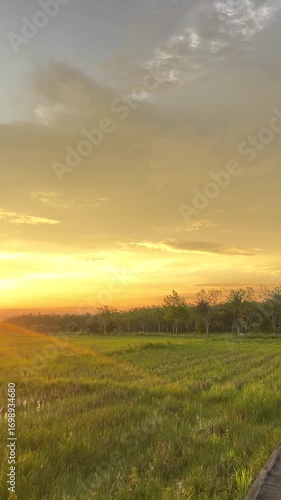 sunset over the field