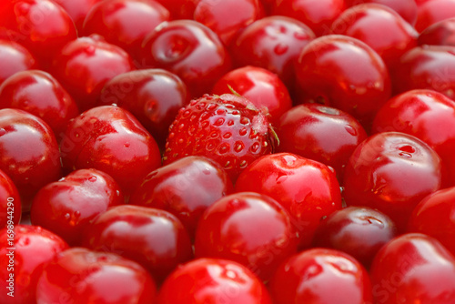 Strawberries among fresh cherries as background or conceptual image. Not similar, not like everyone else.