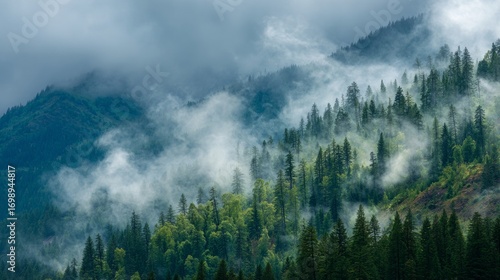 Pine forest covered in fog. atmospheric nature scene of misty woodland