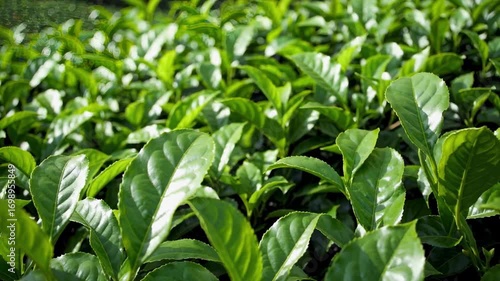 Wallpaper Mural Closeup of lush green tea leaves in a plantation, vibrant and healthy Torontodigital.ca