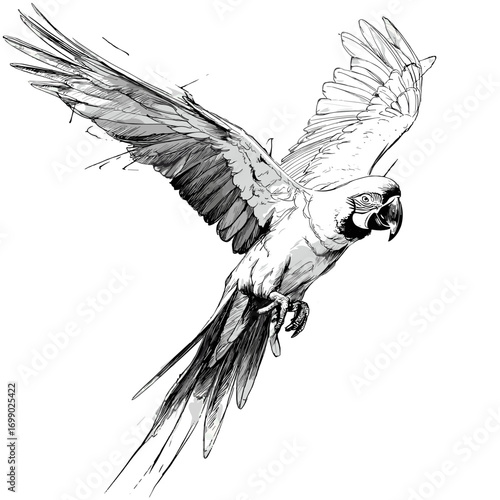 Parrot Soaring in Mid-Air: The artistic illustration of a parrot gracefully takes flight against an uncluttered space. Showing the vibrant spirit and freedom of a parrot in its natural state. 