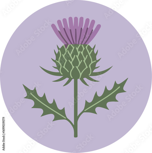 Botanical illustration of a thistle flower with deep purple spiky flower head and serrated green leaves on a light purple background