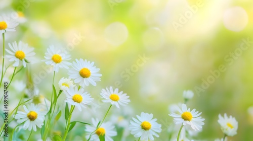 A field of vibrant white daisies, bathed in soft sunlight, creates a cheerful, idyllic scene.