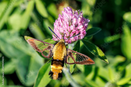 Snowberry clearwing moth feeding on red clover
