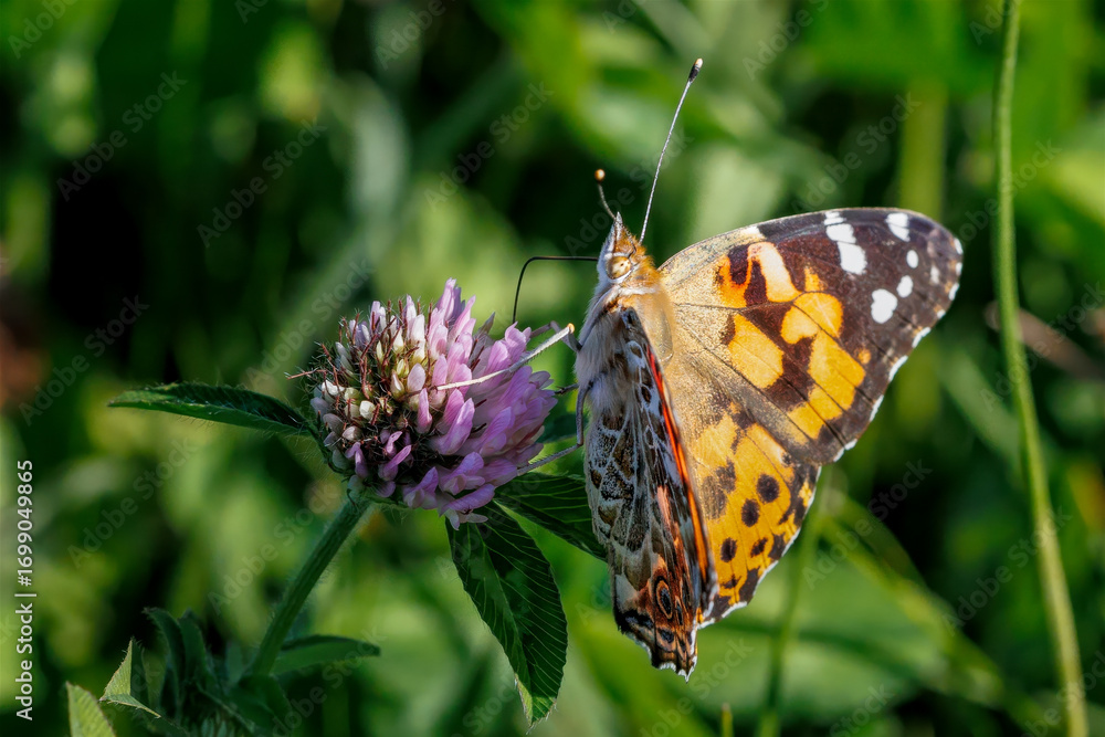Fototapeta premium Painted Lady butterfly on red clover