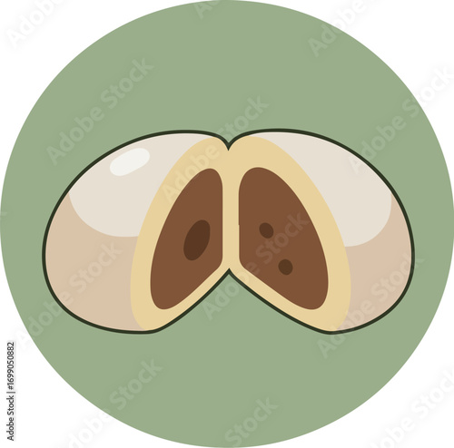 Cross-section of a bean or legume seed with intricate internal structure on a green background