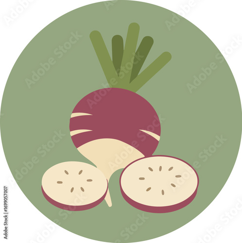 Studio illustration of a radish with cross-sectional slices on a green background