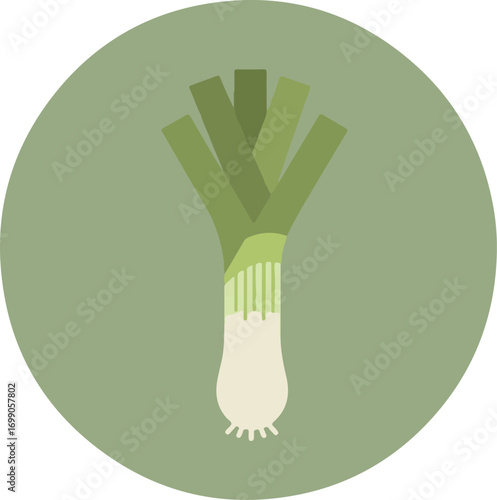 Close-up of a fresh leek with crisp white base and elongated green leaves on a green background