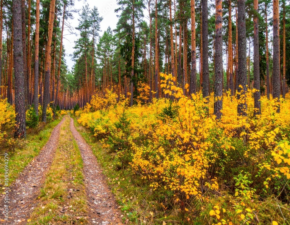Fototapeta premium Golden autumn foliage lines a peaceful dirt path through a dense pine forest, creating a stunning natural landscape.