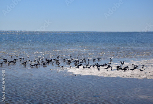 Water birds make good use of a sandbar in St Petersburg Florida