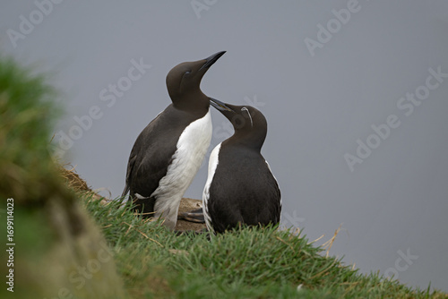 Moment de tendresse aviaire