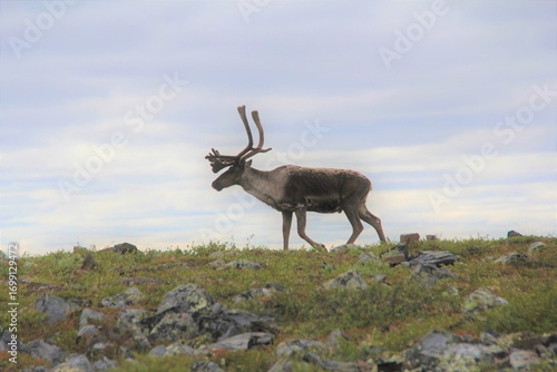 Caribou walking in the Tundra