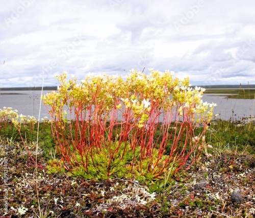 Saxifrages on the Esker