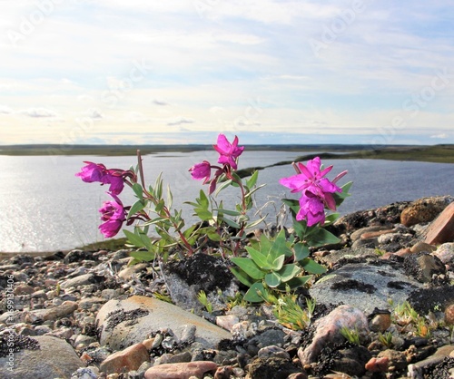 Beautiful Flowers on the esker