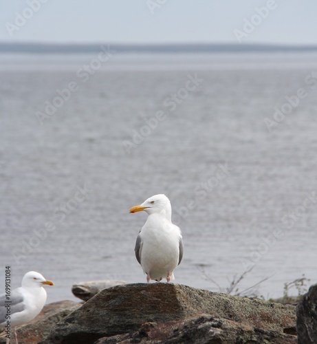 Seagull sitting on rock