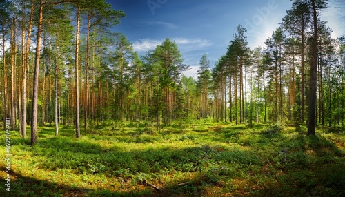 panorama of the summer forest in udmurtia