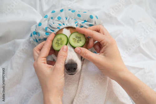 Dog spa. Woman places cucumbers on Jack Russell Terrier's eyes.