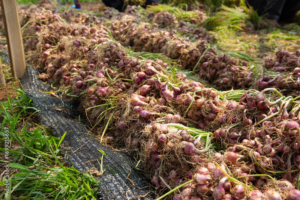Obraz premium Freshly harvested shallots are laid out in rows on an agricultural field, showcasing rural farming practices and the beauty of natural, organic produce.