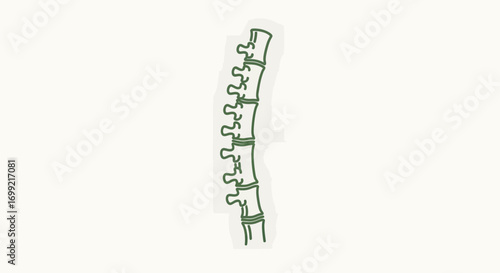 A simple, stylized green line drawing of the human spinal column, showing the vertebrae and natural curvature.